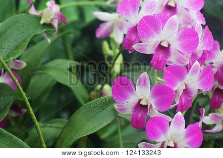 Pink dendrobium Eastern Vigor orchid in full bloom after rain