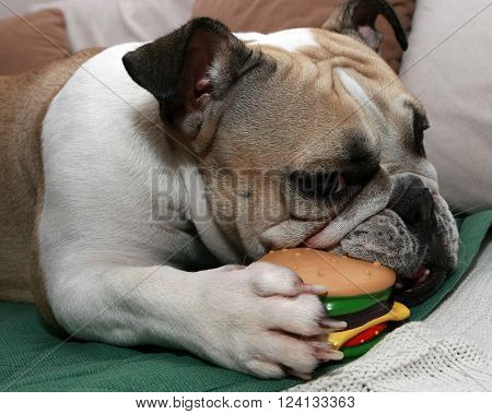 English Bulldog play with a sandwich toy