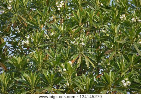 fresh green Cerbera odollam tree in nature garden