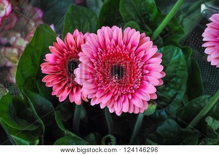 Pink Gerbera Daisy Flower