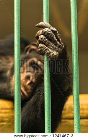 Hand of a chimpanzee monkey holding the green bar of his cage