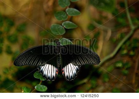 Großer Mormone Schmetterling