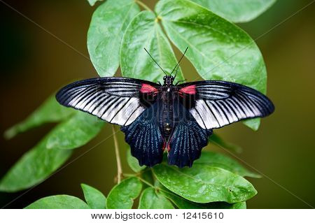 Papilio memnon