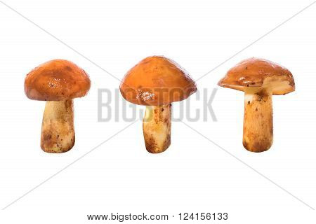 Three Edible Mushrooms
