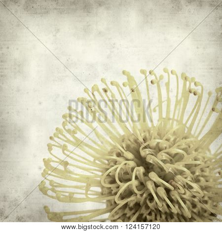 textured old paper background with protea flower