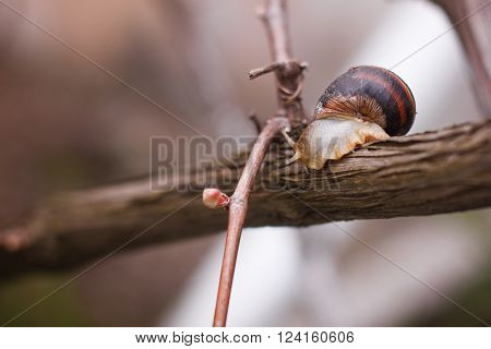 Spring. Snail on the vine after a rain
