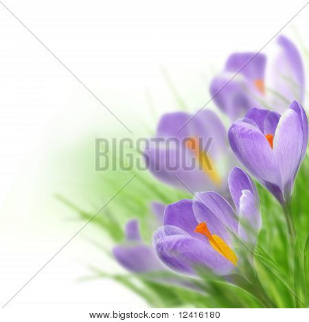 สปริง crocusses บลอสซั่ม