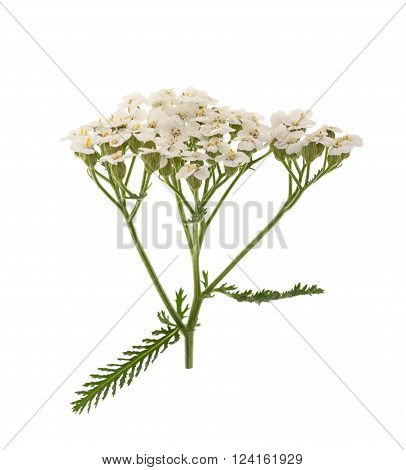 White yarrow flowers isolated on white background.