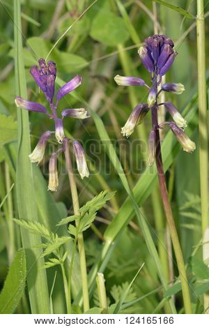 Three-leaved Bellevalia - Bellevalia trifoliata
Spring flowering bulb