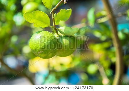 Fresh lime fruit from the bed of garden