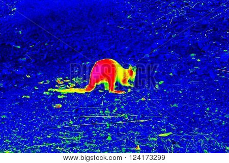 Infrared thermovision image of the kangaroo on the cold rocky ground showing warm part of the body
