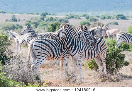 Two Burchells zebras, Equus quagga burchellii, using each others backs as headrest