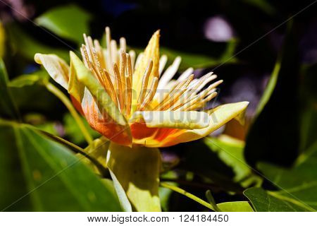 Tulip Tree Flower