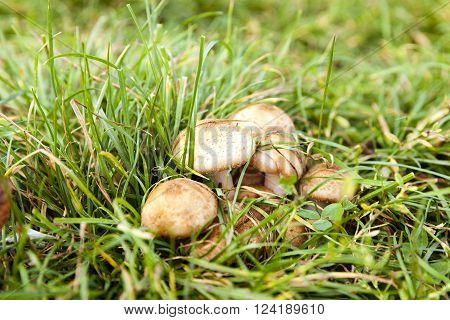 Inedible Mushrooms Growing In The Green Grass, Close Up, The Autumn Season