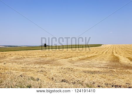 Agricultural Field On Which Grow Up Cereals Wheat, Belarus, Ripe And Yellowed Cereals, Small Depth O