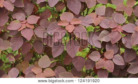 Natural rear Red leaf for any background
