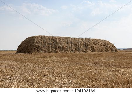 Agricultural Field On Which Grow Up Cereals Wheat, Belarus, Ripe And Yellowed Cereals, Small Depth O
