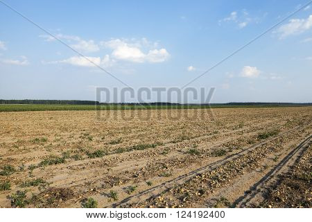 Agricultural Field Where Harvesting And Onions , Aky