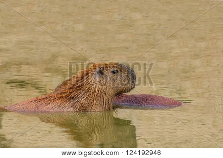 Capybara (hydrochoerus hydrochaeris) swiming  in the pool