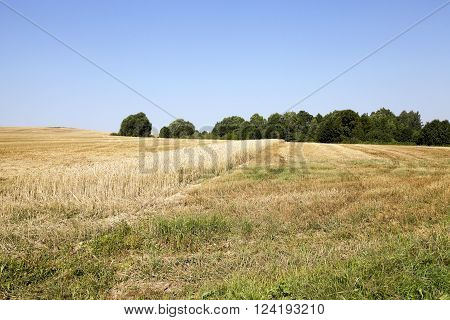 Agricultural Field Where Cereal Harvest Remained Strip With Uncollected Wheat