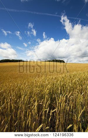 Agricultural Field On Which Grow Up Ready To Harvest Ripe Yellow Cereals