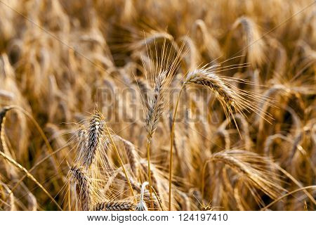 Agricultural Field On Which Grow Ripe Cereals