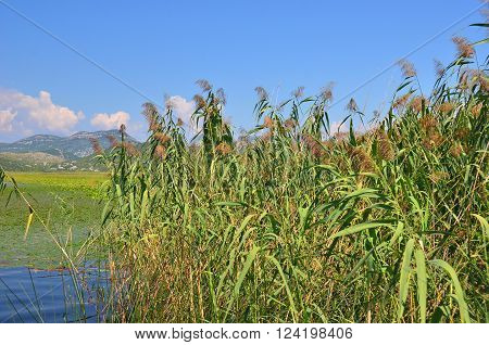 Reed (Scirpus gen.) spinney in river Montenegro Europe