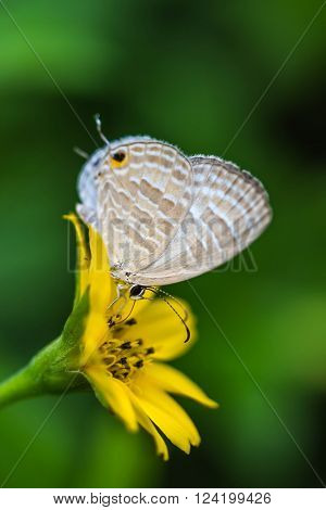 a cute little butterfly on nature background