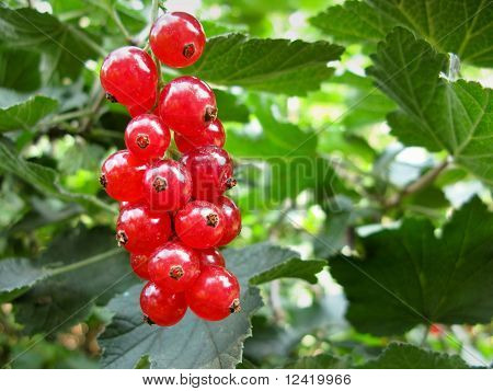 Currant สีแดง