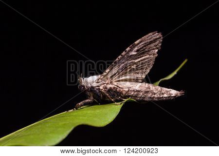 Close up of Xyleutes (possibly Xyleutes adusta or Panau adusta) moth on green leaf in nature, flash fired