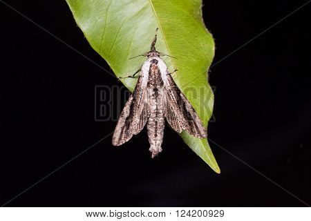 Close up of Xyleutes (possibly Xyleutes adusta or Panau adusta) moth on green leaf in nature, dorsal view, flash fired