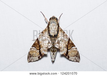 Oblique-banded Hawk Moth