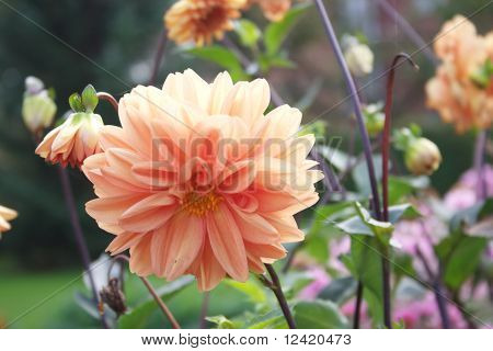 Dahlia