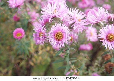 Aster