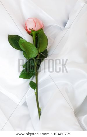Rose in raso bianco