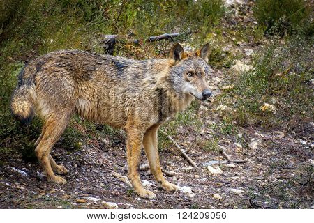 Detailed view of whole wet Canis Lupus Signatus in the bush, side view