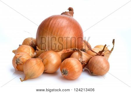 Onion. A bulb large and bulbils - seedling