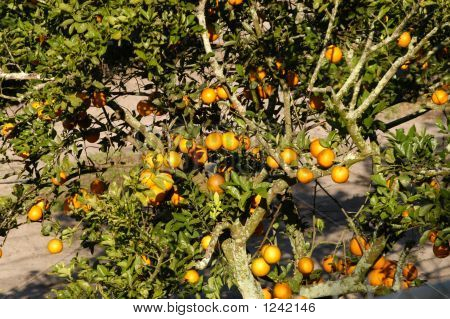  Orange Tree