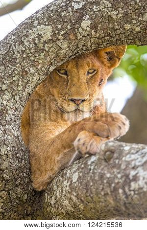 Wild african lion in tree a hot day in Serengeti, Tanzania. Photograph taken very close a wild lion pride.