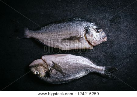 Gilthead Fish