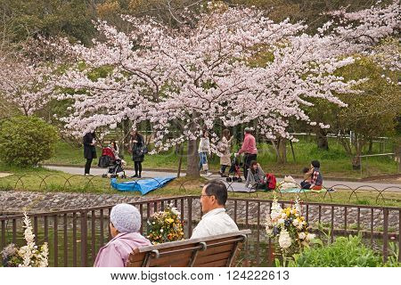 KOBE JAPAN APRIL 3 Cherry blossom celebration called hanami. Akashi Park on April 3 2016 in Kobe Japan.