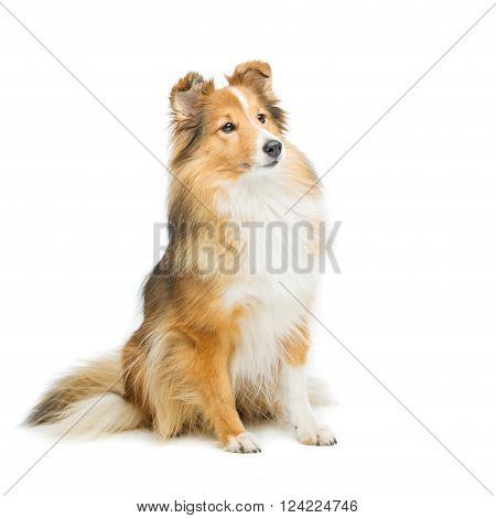 Beautiful brown sheltie dog isolated over white background. Copy space. Square composition.
