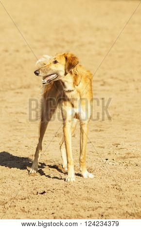 shorthair gray brown dog with long legs standing on a gray sand