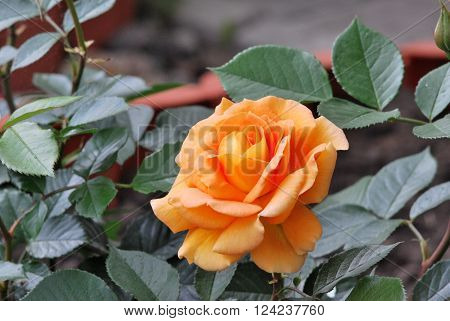 Rose Goldelse with drop of rain. Omsk region Siberia Russia