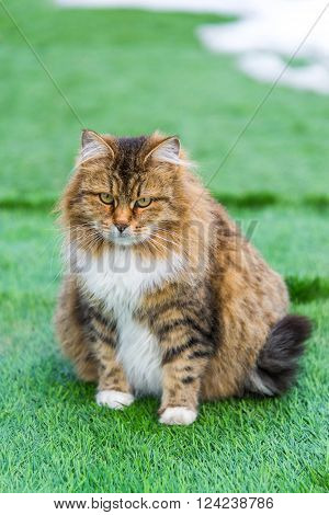 A Pregnant colored cat outdoors on a grass