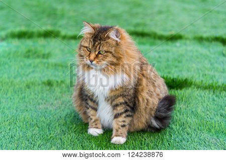 A Pregnant colored cat outdoors on a grass
