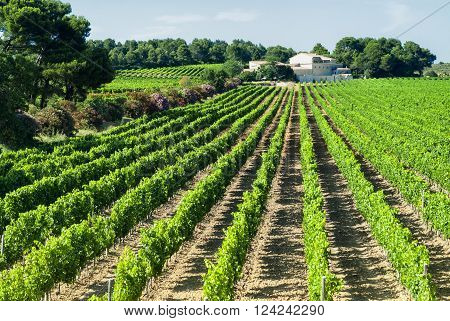 Vineyard in Languedoc-Roussillon France) near Montpellier at summer