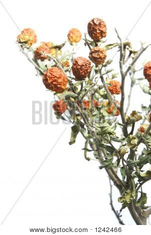 kleiner verblasst Baum, isoliert auf weiss