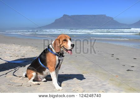 Male Beagle dog sitting and taking a rest during a walk on a leash on Blouberg beach.