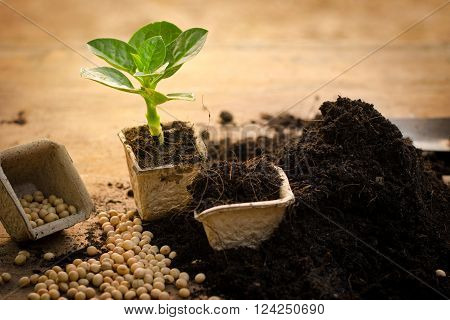 Plant Growing on paper recycle pot over sunlight in morning time